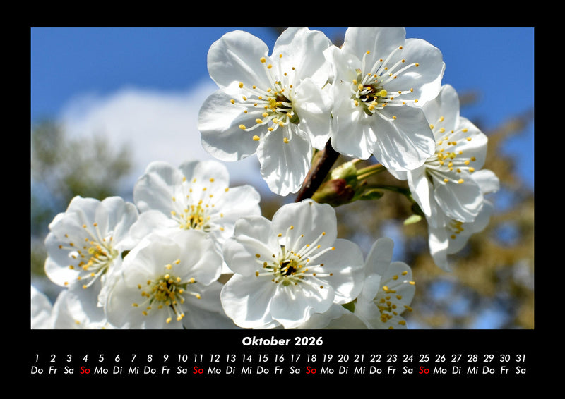 Blumentraum Fotokalender 2026 - 10