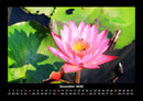 Blumentraum Fotokalender 2026 - 12