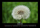 Blumentraum Fotokalender 2026 - 2