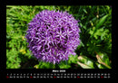 Blumentraum Fotokalender 2026 - 3