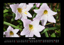 Blumentraum Fotokalender 2026 - 6