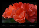 Blumentraum Fotokalender 2026 - 7