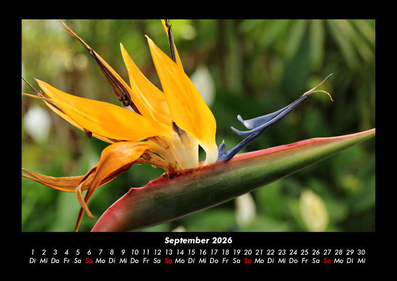 Blumenträume Fotokalender 2026 - 9
