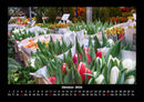 Blumenträume Fotokalender 2026 - 10