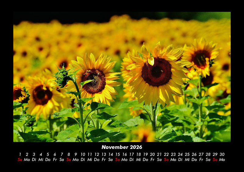 Blumenträume Fotokalender 2026 - 11