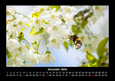 Blumenträume Fotokalender 2026 - 12