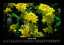 Blumenträume Fotokalender 2026 - 1