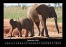 Elefanten Kalender Fotokalender 2026 - 9