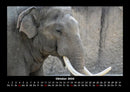 Elefanten Kalender Fotokalender 2026 - 10