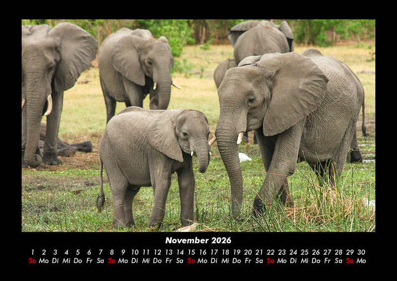 Elefanten Kalender Fotokalender 2026 - 11