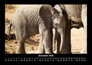 Elefanten Kalender Fotokalender 2026 - 12