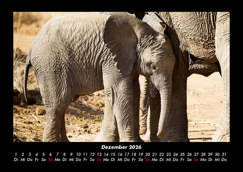 Elefanten Kalender Fotokalender 2026 - 12