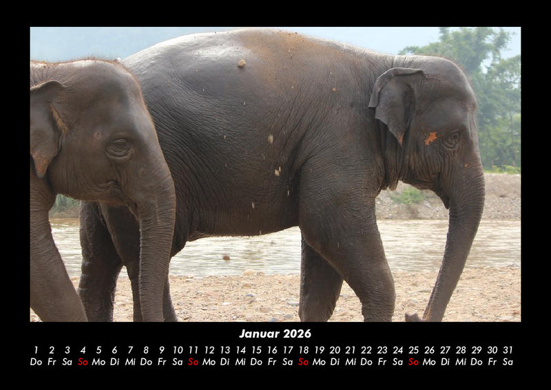 Elefanten Kalender Fotokalender 2026 - 1