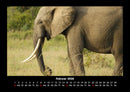 Elefanten Kalender Fotokalender 2026 - 2