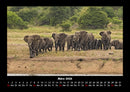 Elefanten Kalender Fotokalender 2026 - 3