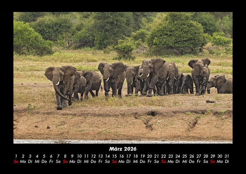 Elefanten Kalender Fotokalender 2026 - 3