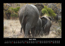 Elefanten Kalender Fotokalender 2026 - 4
