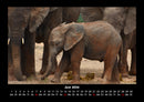 Elefanten Kalender Fotokalender 2026 - 6