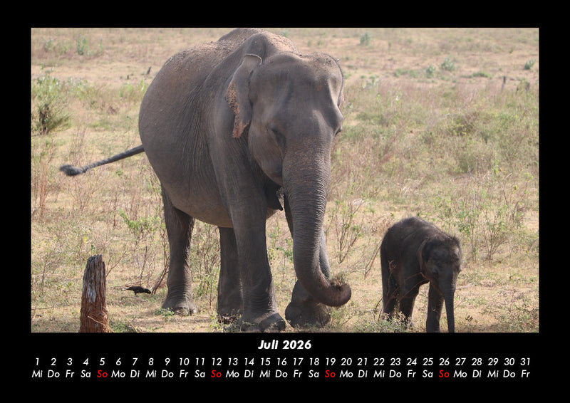 Elefanten Kalender Fotokalender 2026 - 7