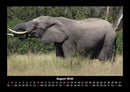 Elefanten Kalender Fotokalender 2026 - 8