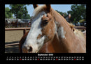 Pferdetraum Fotokalender 2026 - 9