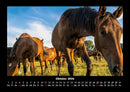 Pferdetraum Fotokalender 2026 - 10
