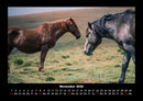Pferdetraum Fotokalender 2026 - 11