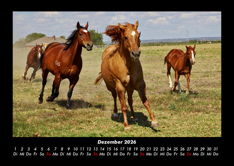 Pferdetraum Fotokalender 2026 - 12