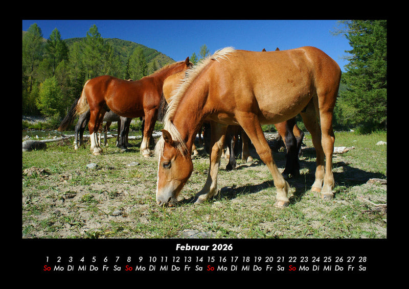 Pferdetraum Fotokalender 2026 - 2
