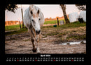 Pferdetraum Fotokalender 2026 - 4