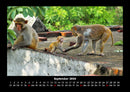 Welt der Affen Fotokalender 2026 - 9