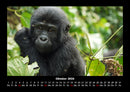 Welt der Affen Fotokalender 2026 - 10