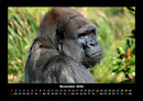 Welt der Affen Fotokalender 2026 - 11