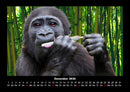 Welt der Affen Fotokalender 2026 - 12