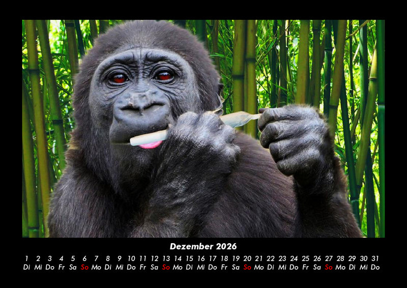 Welt der Affen Fotokalender 2026 - 12