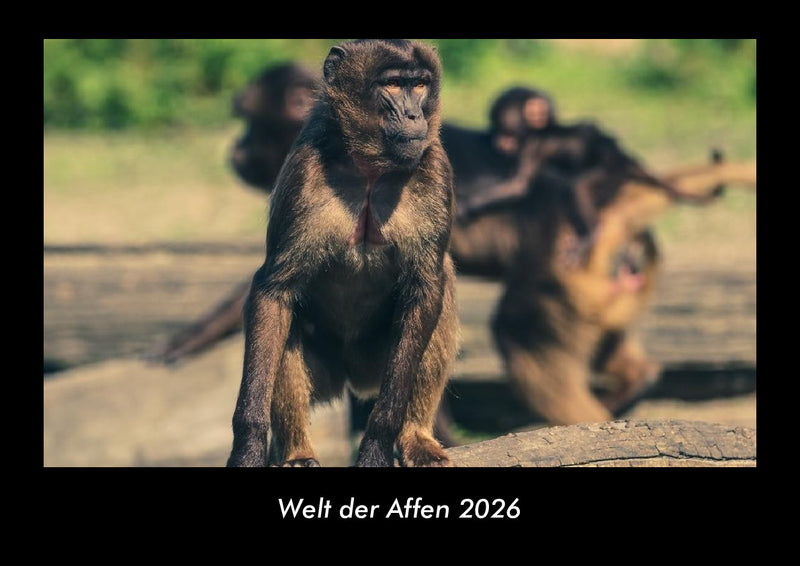 Welt der Affen Fotokalender 2026 - Hauptbild