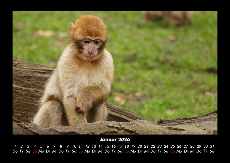 Welt der Affen Fotokalender 2026 - 1