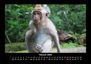 Welt der Affen Fotokalender 2026 - 2