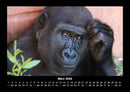 Welt der Affen Fotokalender 2026 - 3
