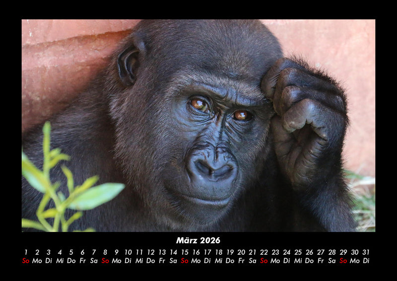 Welt der Affen Fotokalender 2026 - 3