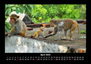 Welt der Affen Fotokalender 2026 - 4
