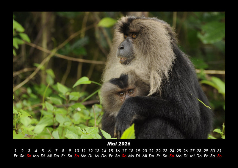 Welt der Affen Fotokalender 2026 - 5