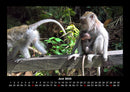 Welt der Affen Fotokalender 2026 - 6