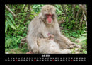 Welt der Affen Fotokalender 2026 - 7