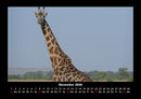Giraffen Fotokalender 2026 - 11