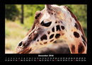 Giraffen Fotokalender 2026 - 12