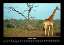 Giraffen Fotokalender 2026 - 1