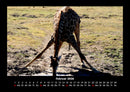 Giraffen Fotokalender 2026 - 2