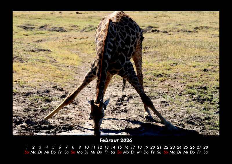 Giraffen Fotokalender 2026 - 2