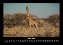 Giraffen Fotokalender 2026 - 3